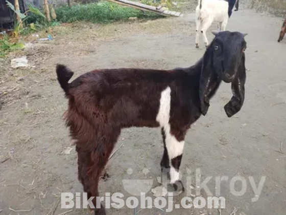 ৭টা ছাগল মা বাচ্চা সহ।